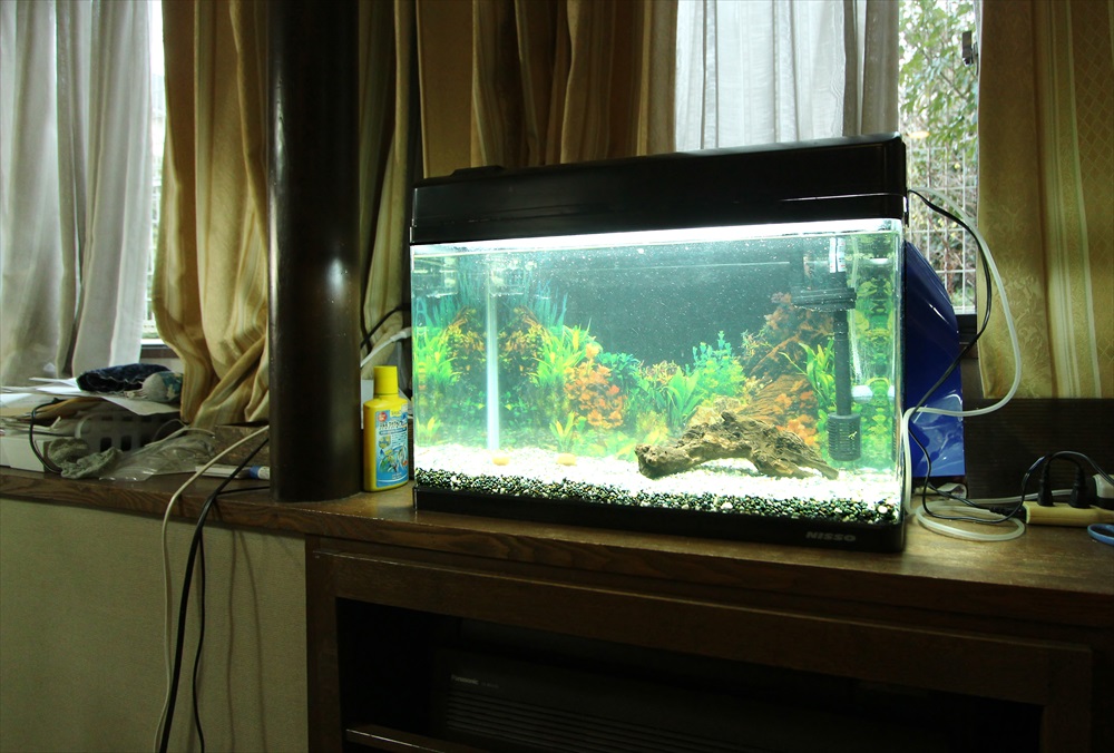 窓際に設置された流木と水草のある屋内水槽の風景