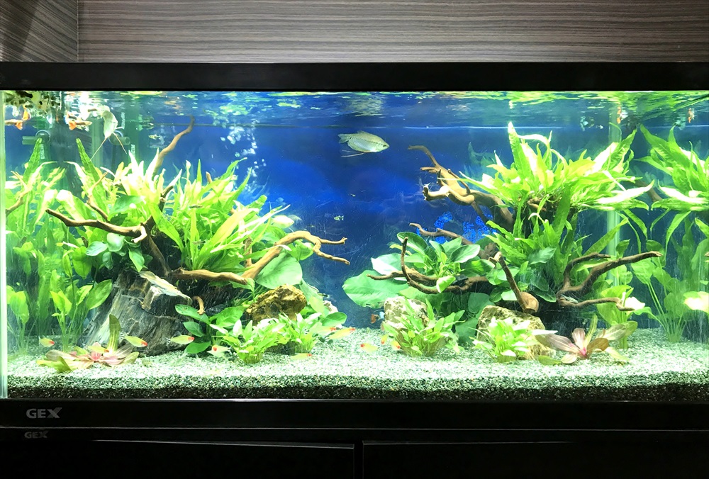 オフィス事務所　90cm淡水魚水槽　リニューアル　正面画像