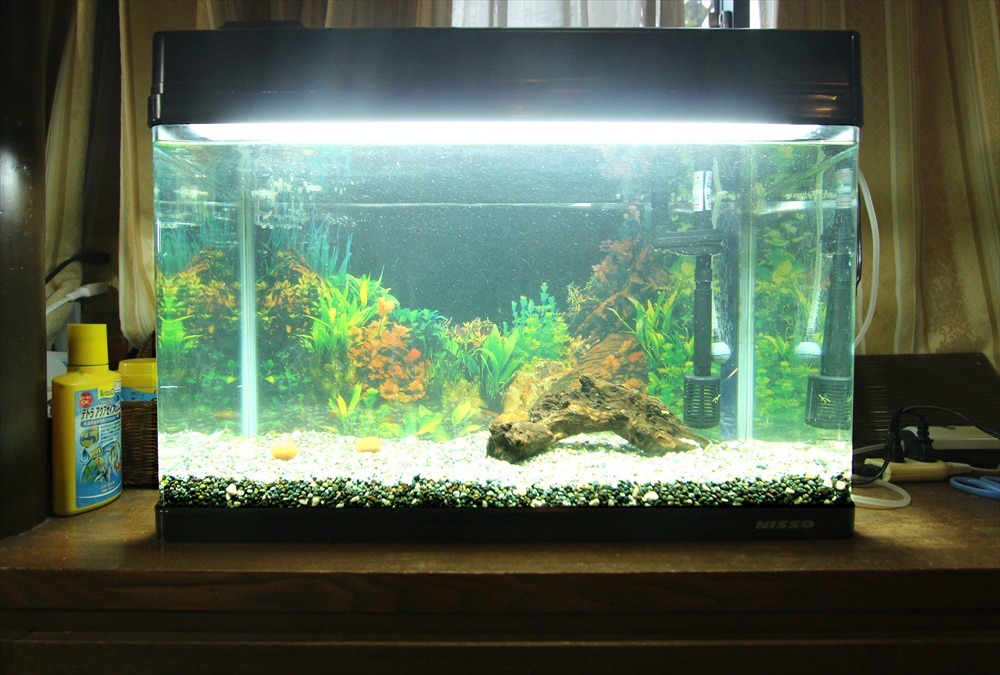 60cm淡水魚水槽 スポットメンテナンス 正面アップ画像