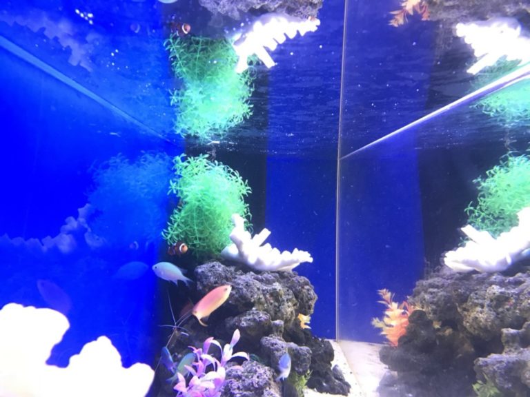 青い背景の水槽を泳ぐ海水魚と白いサンゴのオブジェ