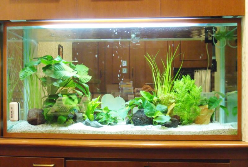 ハウスオブローゼ様に120cm淡水水槽を設置 水槽画像2