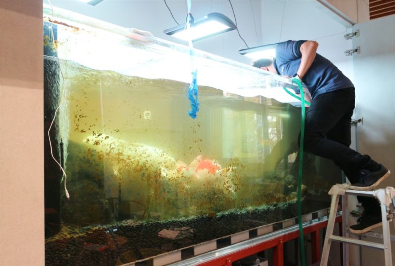 脚立に乗り大型水槽の清掃メンテナンスを行う作業員