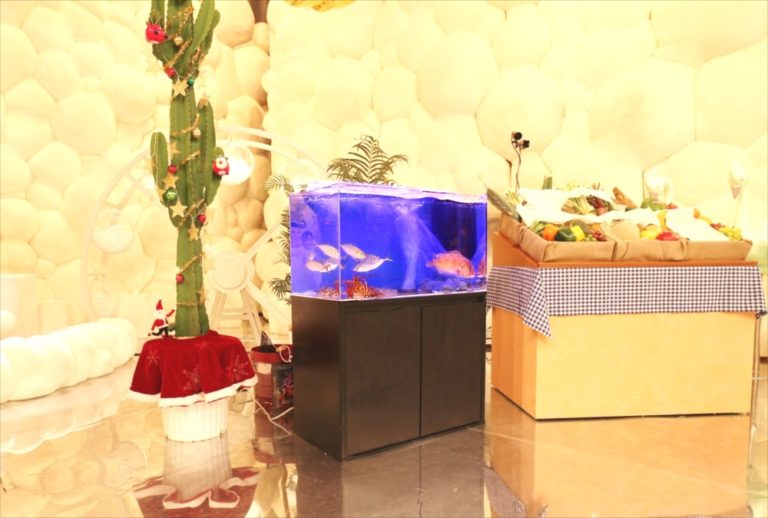 サボテンの装飾と青い照明の水槽があるイベント会場の風景