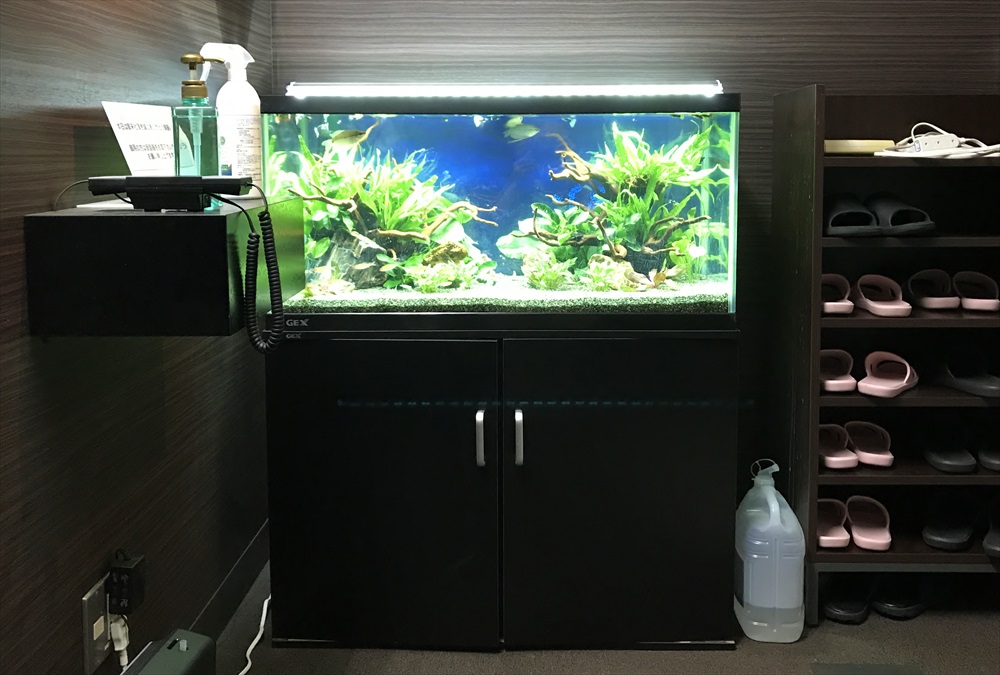 オフィス事務所　90cm淡水魚水槽　リニューアル　全体アップ画像