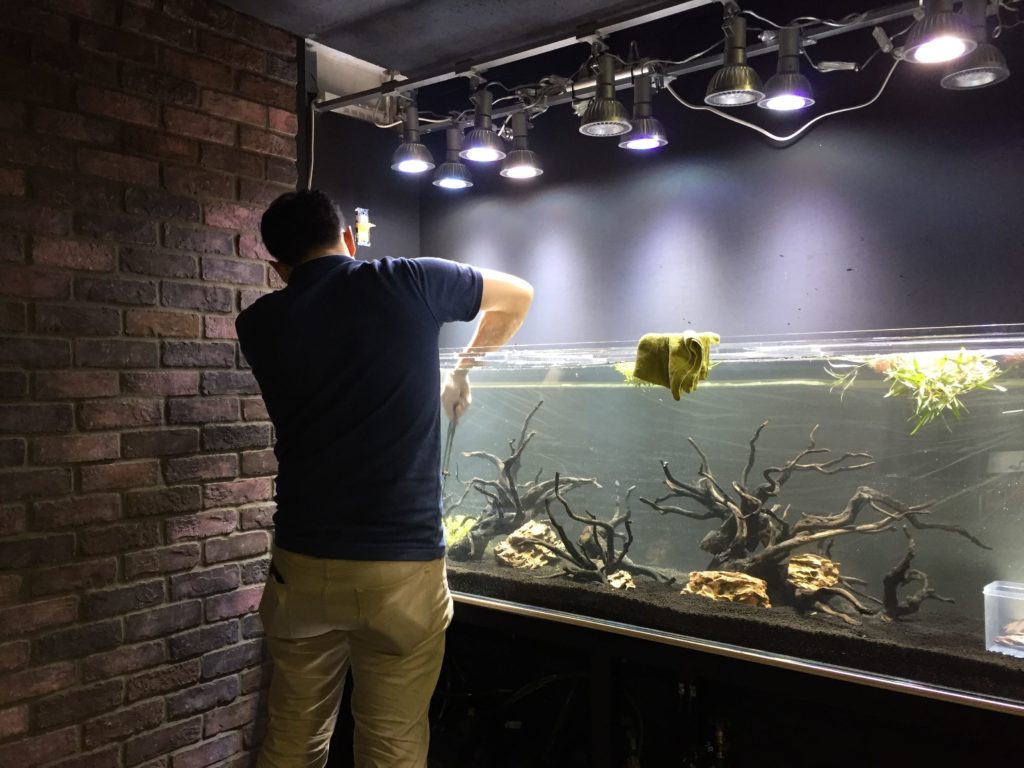 大型水槽で流木を配置しメンテナンスを行う作業員