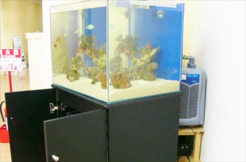 病院の待合室に60cm淡水水槽を設置しました 水槽画像3