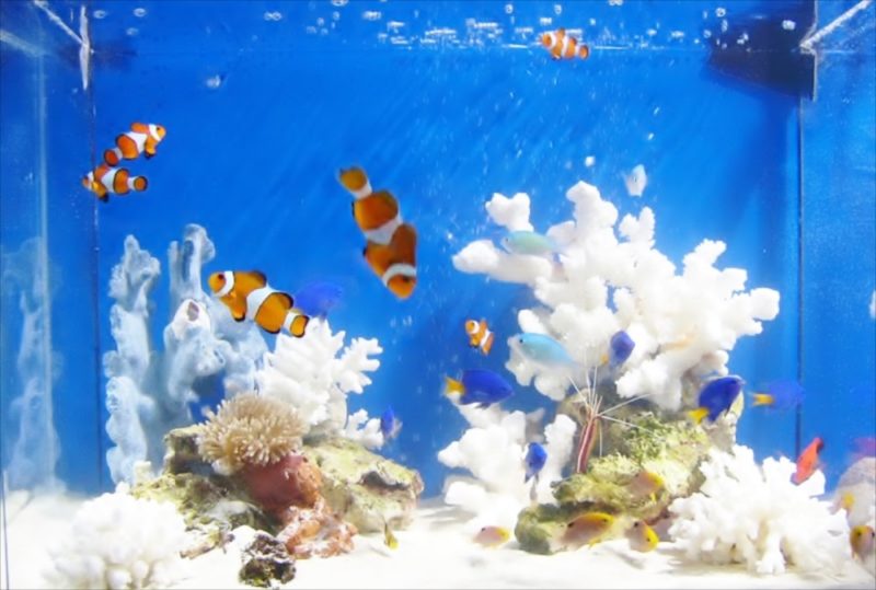 CM撮影の素材撮影協力 90cm海水魚水槽・淡水魚水槽等を設置 水槽画像4