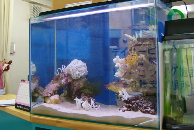 デイサービスセンター様に60cm海水魚水槽を設置 水槽画像2
