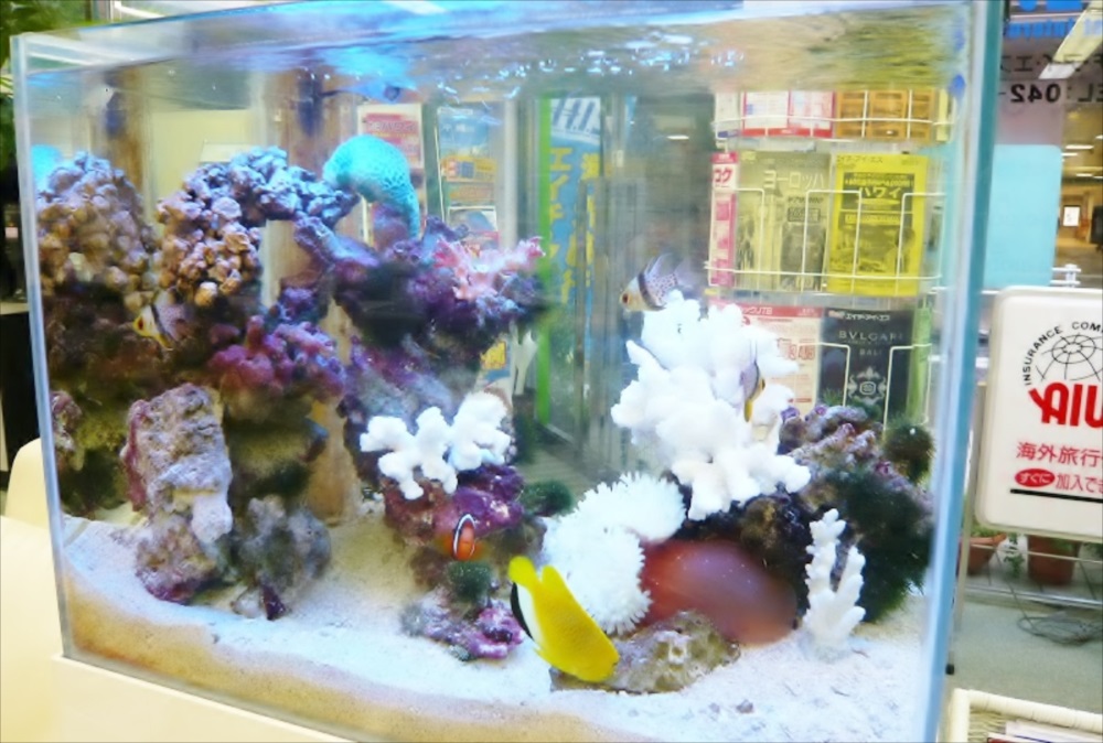 サンゴ岩と熱帯魚が泳ぐ海水魚水槽のレイアウトイメージ