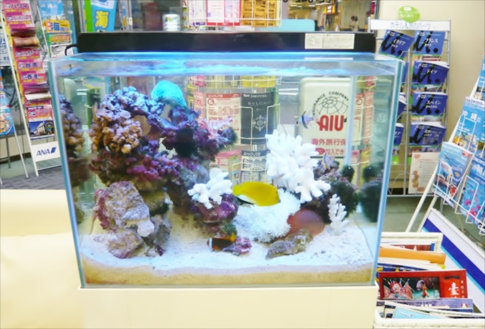 店舗に設置された海水魚水槽とライブロックのレイアウト