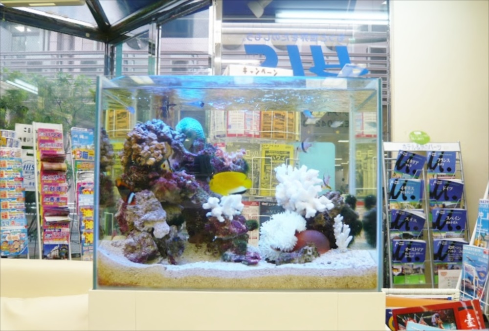 店舗内に設置された海水魚とサンゴのレイアウト水槽