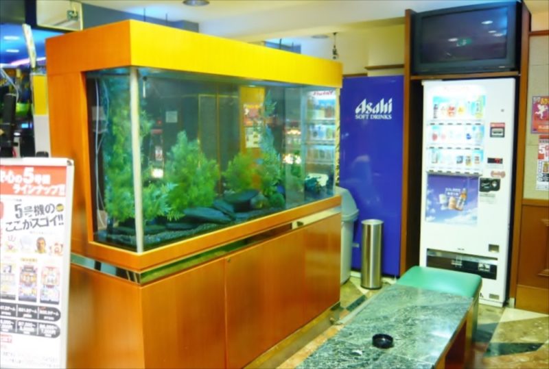 パーラー大丸様 店内の250cm淡水魚水槽をメンテナンスしました 水槽画像1