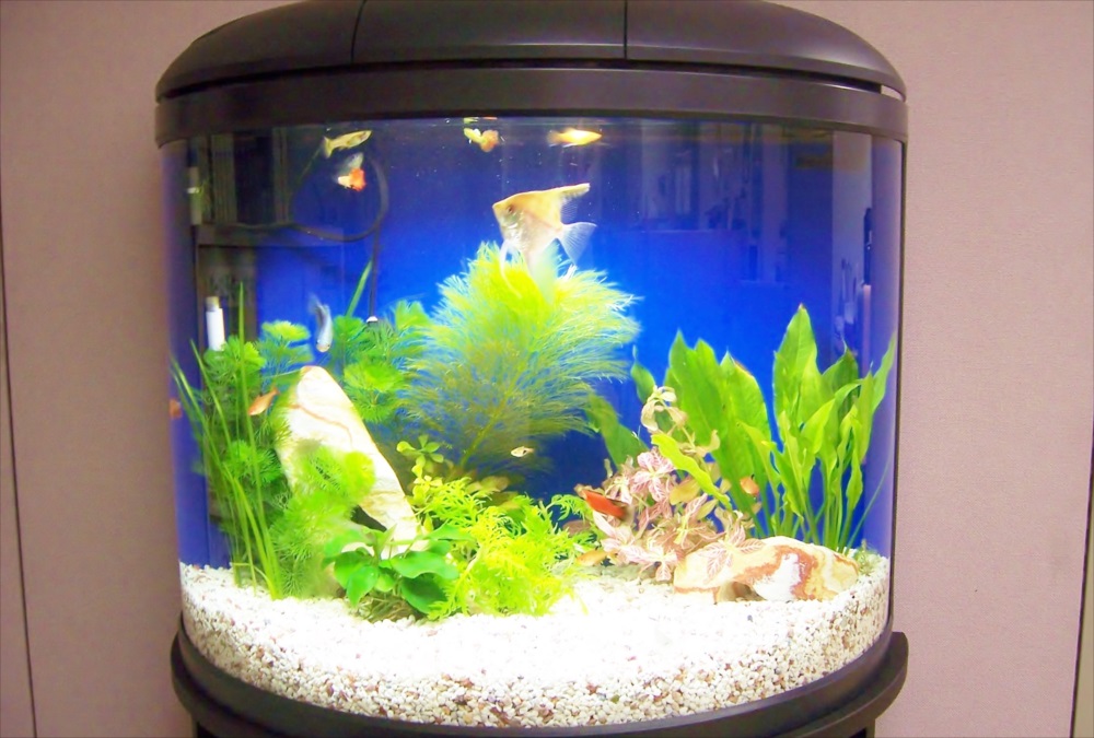 エンゼルフィッシュやグッピーが泳ぐ円柱状の熱帯魚水槽