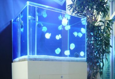 豊島区企業様に60cmクラゲ水槽を設置