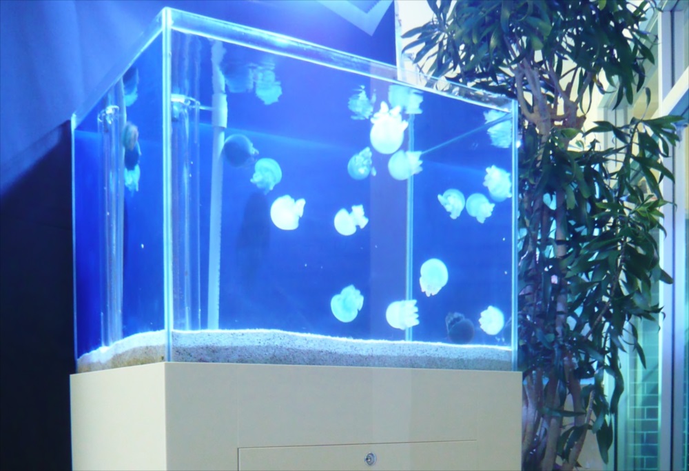 豊島区企業様に60cmクラゲ水槽を設置のサムネイル画像