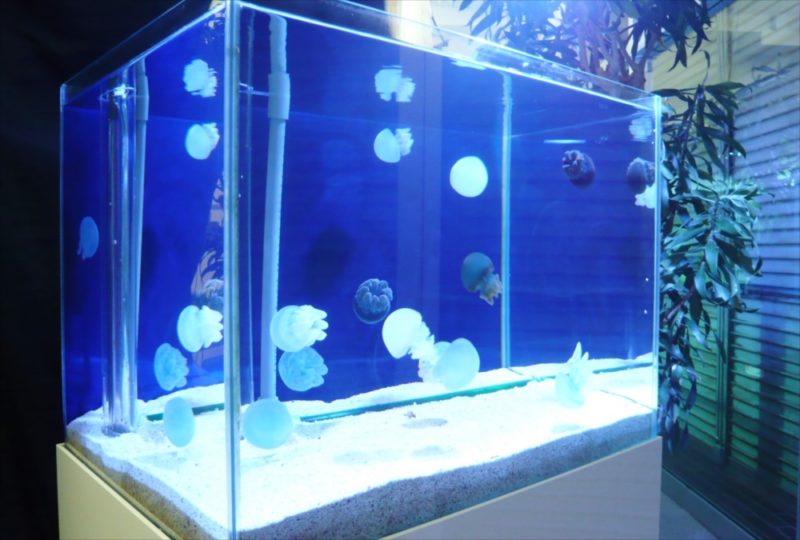 豊島区企業様に60cmクラゲ水槽を設置 水槽画像2