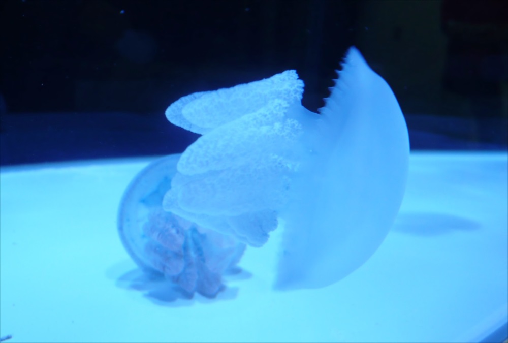 青い照明の水槽内を泳ぐ白いクラゲの姿