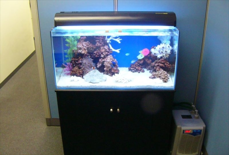 新宿区企業様に90cm海水魚水槽を設置 水槽画像01
