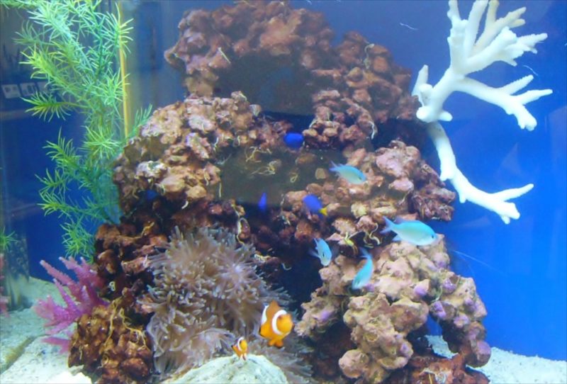 新宿区企業様に90cm海水魚水槽を設置 水槽画像３