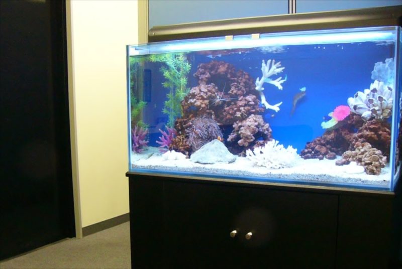 新宿区企業様に90cm海水魚水槽を設置 水槽画像２