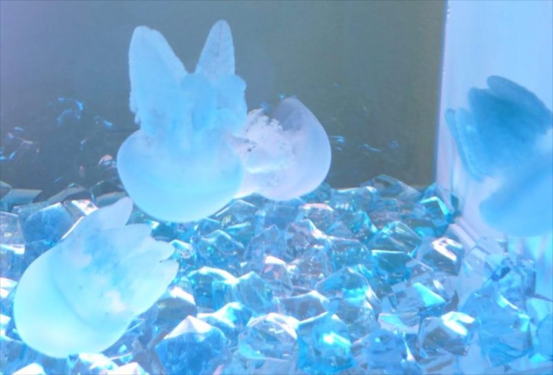 豊島区企業様にクラゲ水槽を設置しました 水槽画像2