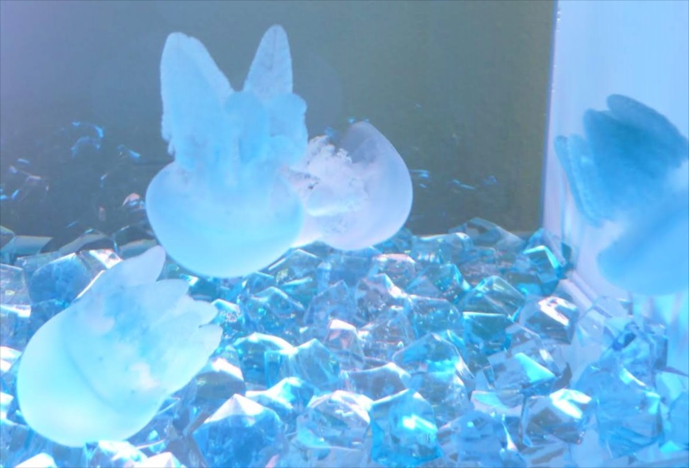 青い砂利が敷かれた水槽内を泳ぐ数匹のクラゲの姿