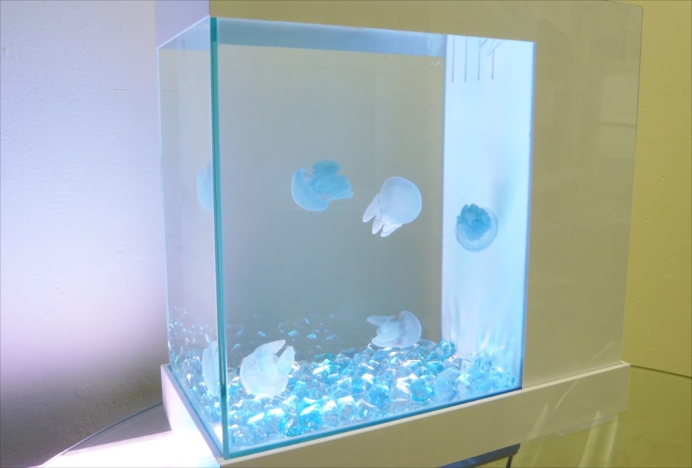 青い石を敷いた白い小型水槽で泳ぐ数匹のクラゲ