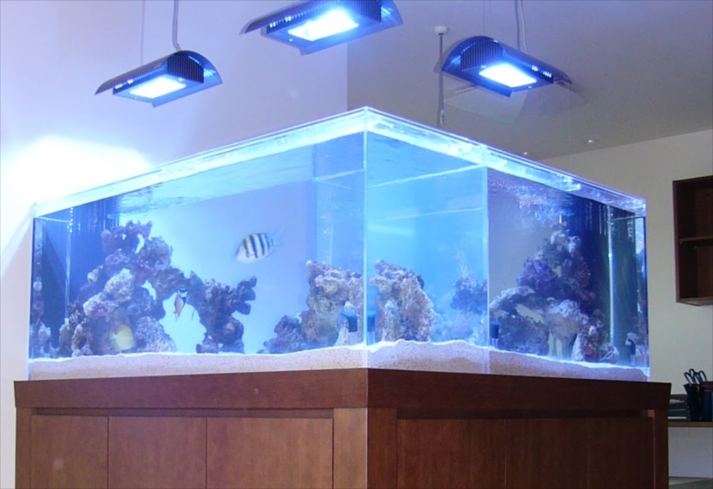 埼玉県 個人宅様 水族館のような大型海水魚水槽 販売・設置事例のサムネイル画像