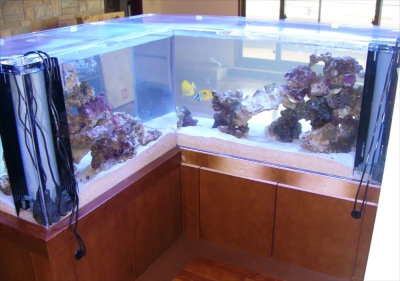 埼玉県 個人宅様 水族館のような大型海水魚水槽 販売・設置事例 水槽画像3