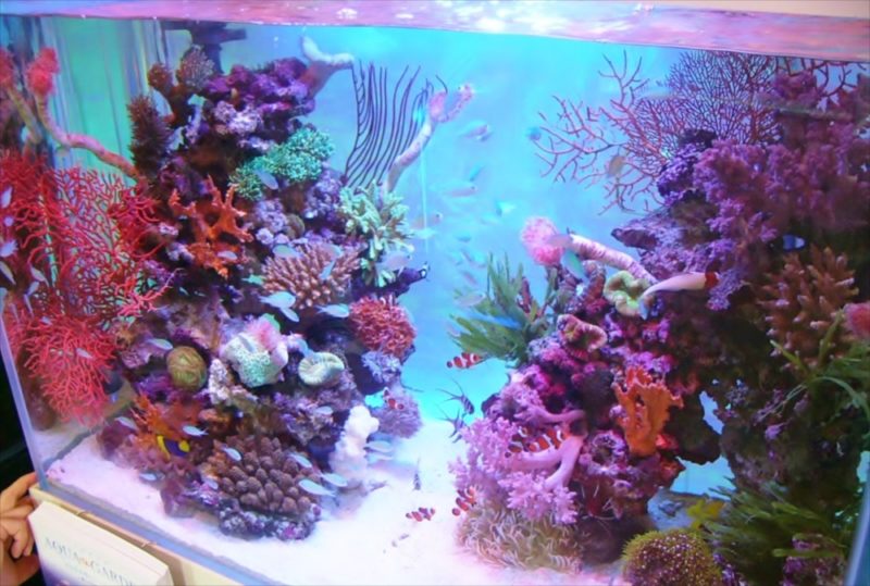 2007全国アクアリウムコンテスト90cm水槽部門で優勝しました！ 水槽画像１