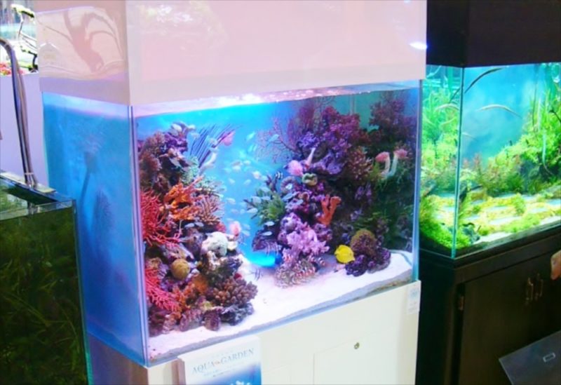 2007全国アクアリウムコンテスト90cm水槽部門で優勝しました！ 水槽画像２