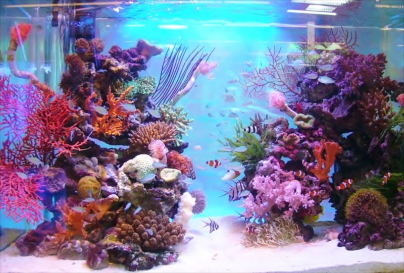 2007全国アクアリウムコンテスト90cm水槽部門で優勝しました！ 水槽画像４