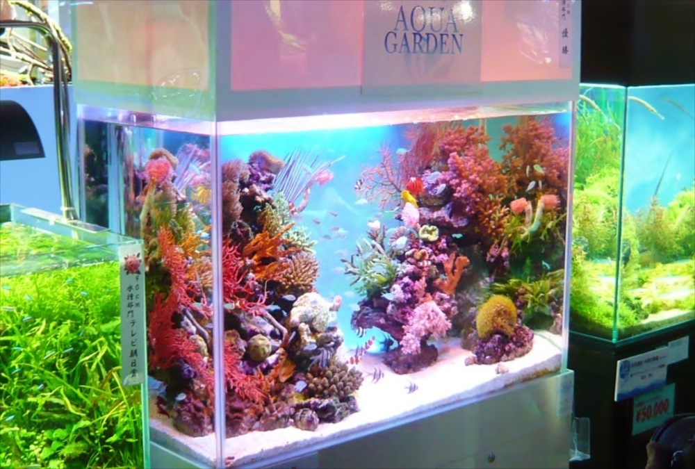 2007全国アクアリウムコンテスト90cm水槽部門で優勝しました！