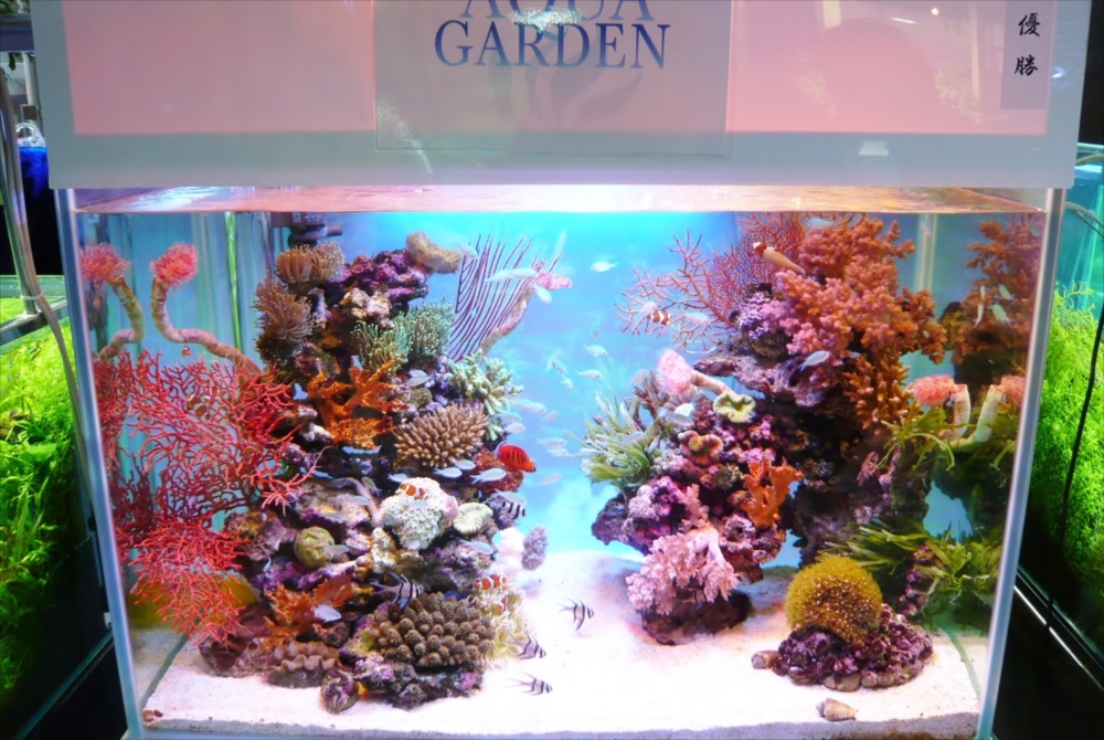 色鮮やかなサンゴと熱帯魚が泳ぐ海水魚水槽のレイアウト