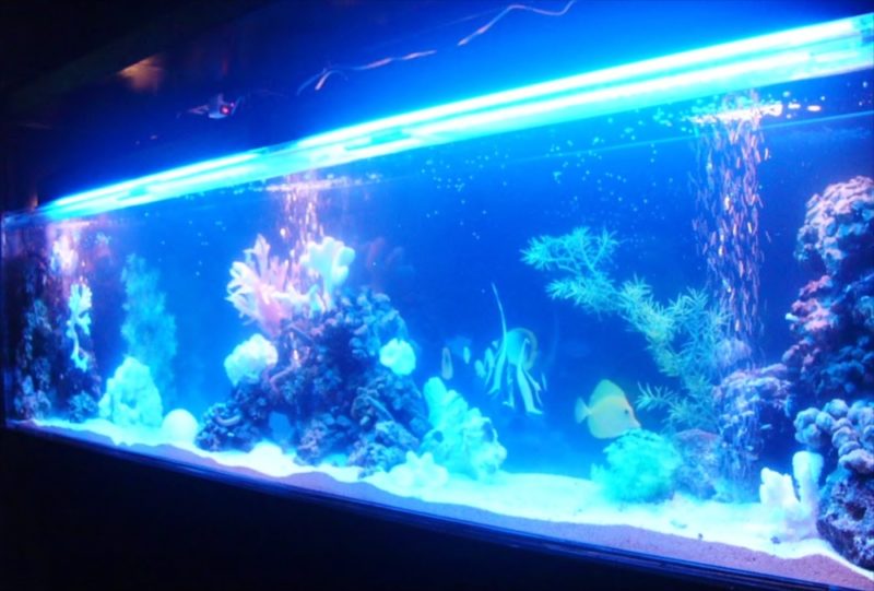 足立区飲食店様に200cm海水魚水槽を設置 水槽リース事例 水槽画像1