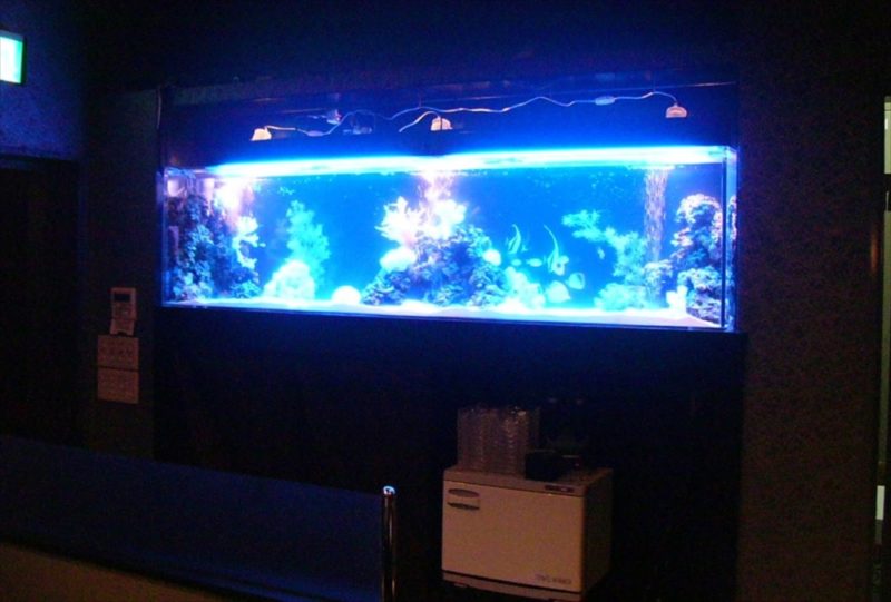 足立区飲食店様に200cm海水魚水槽を設置 水槽リース事例 水槽画像2