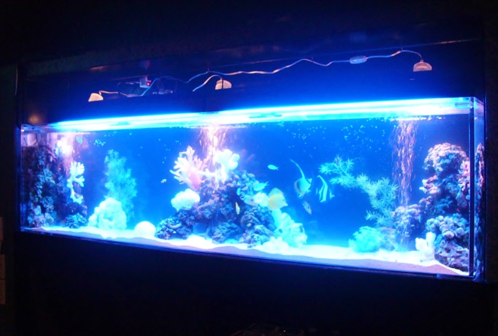 青い照明に照らされた海水魚水槽と泳ぐ熱帯魚の群れ