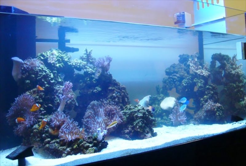 港区企業様に120cmサンゴ水槽を設置 水槽画像2
