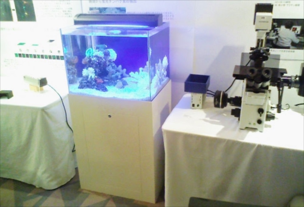 都内展示会に60cm海水水槽を設置 メイン画像