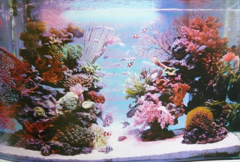 アクアガーデンが雑誌「AQUA LIFE」に掲載されました 水槽画像３