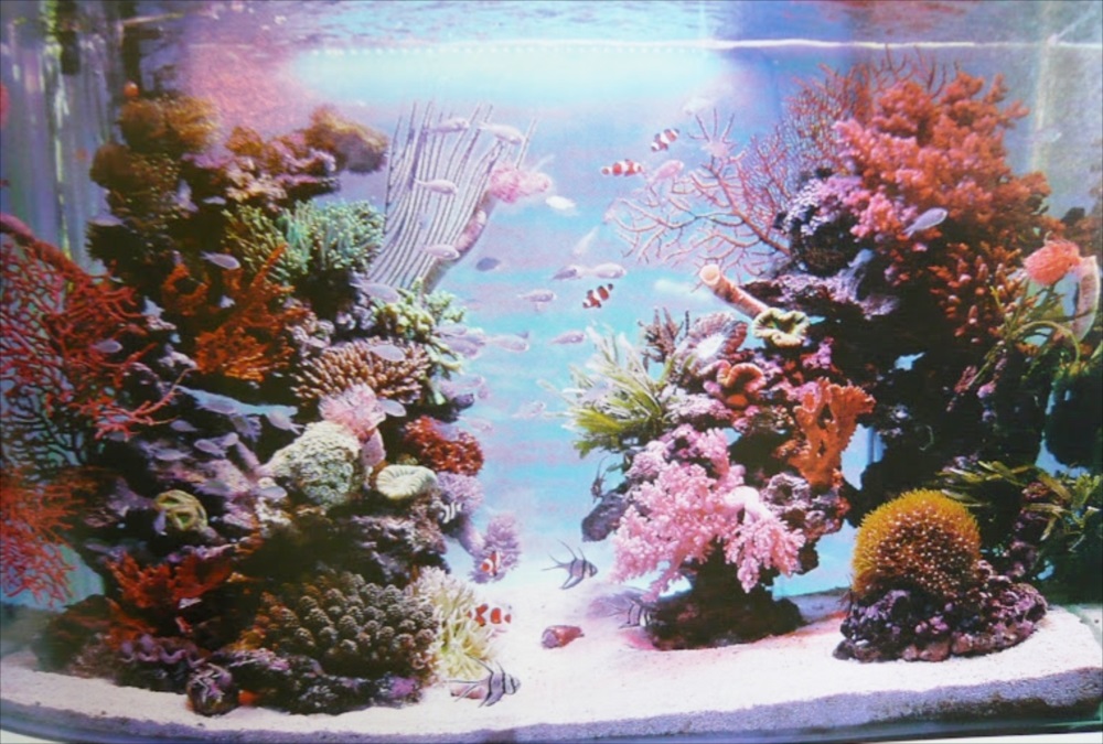 サンゴと海水魚が泳ぐ華やかな海水水槽のレイアウト