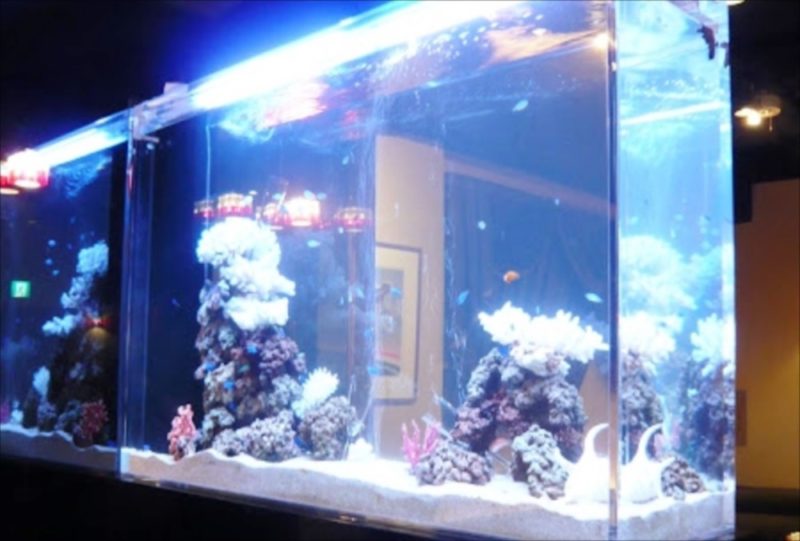 東京都新宿区 飲食店様 150cm海水魚水槽 レンタル事例 水槽画像3