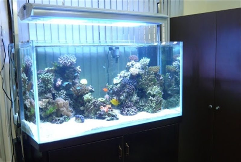 文京区企業様に120cmサンゴ水槽を設置しました 水槽画像3