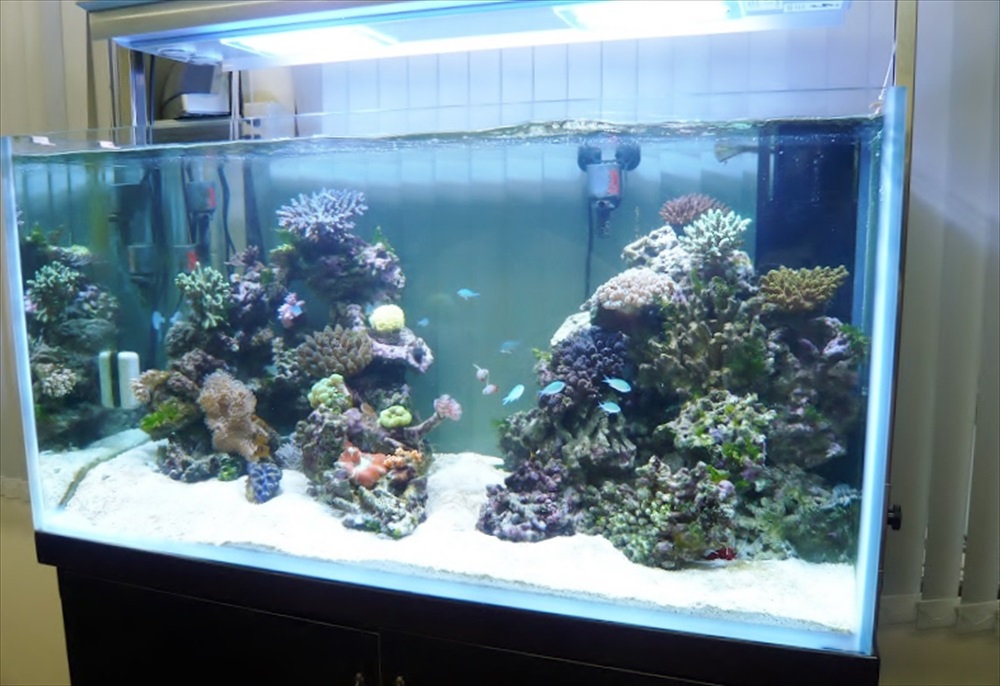 サンゴと小型海水魚が泳ぐ大型海水魚水槽のレイアウト
