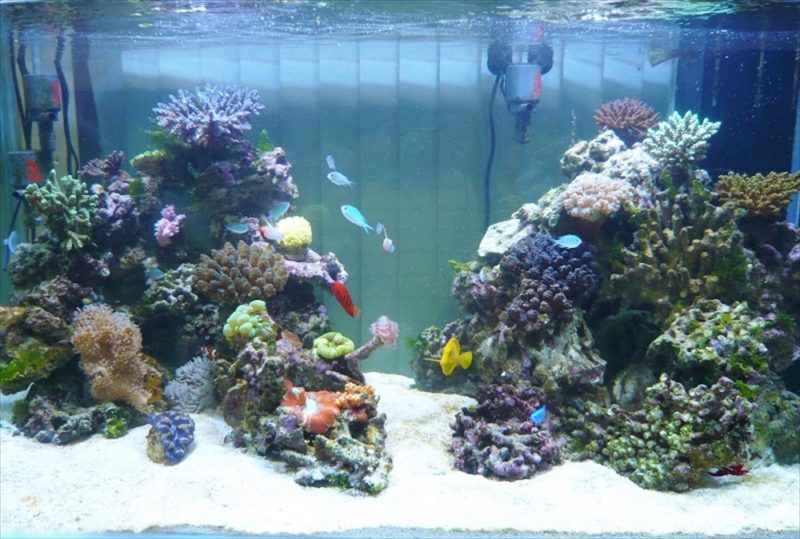 文京区企業様に120cmサンゴ水槽を設置しました 水槽画像1