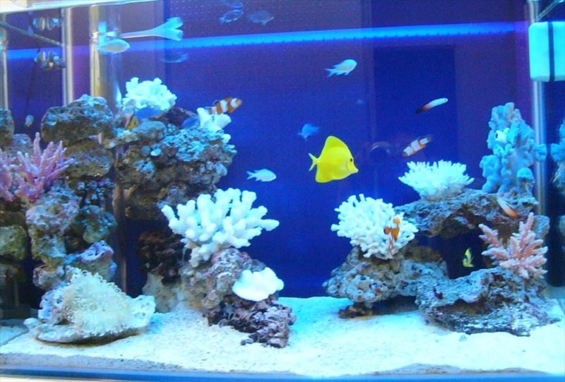 文京区企業様に90cm海水魚水槽を設置しました 水槽画像４