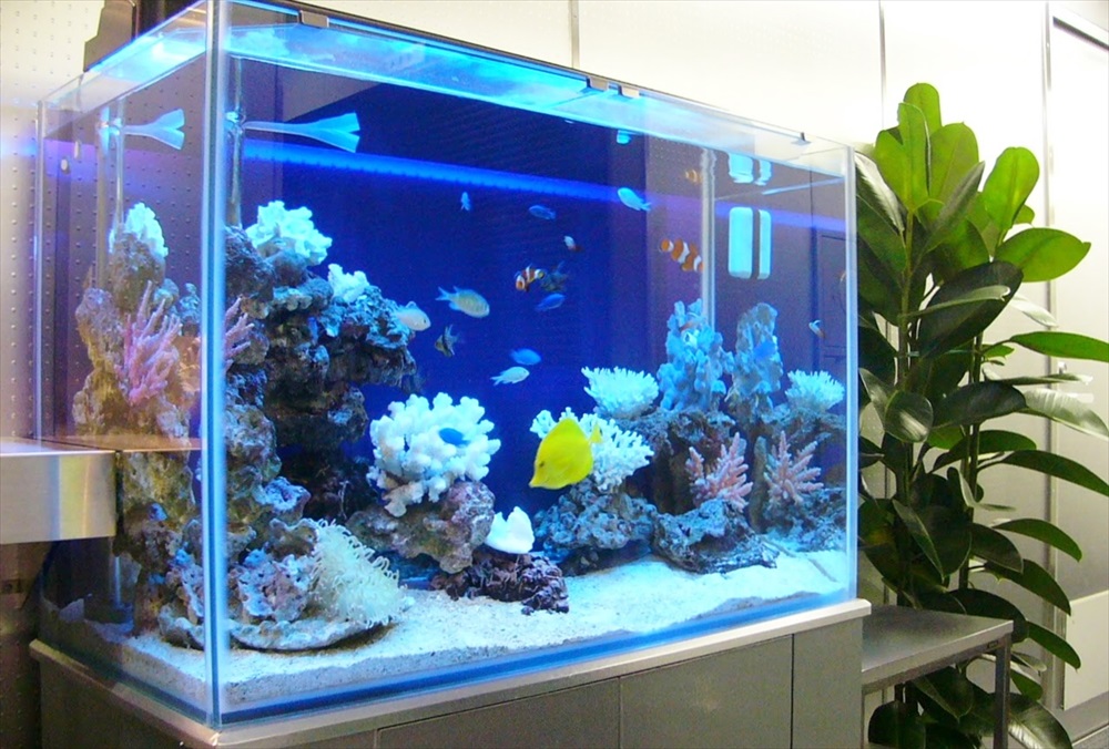 青い照明の海水魚水槽と黄色いハギやサンゴのレイアウト