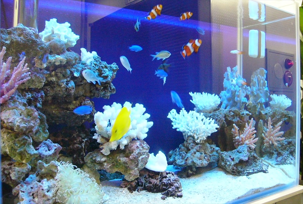 サンゴ岩とクマノミや黄色い海水魚が泳ぐ海水水槽