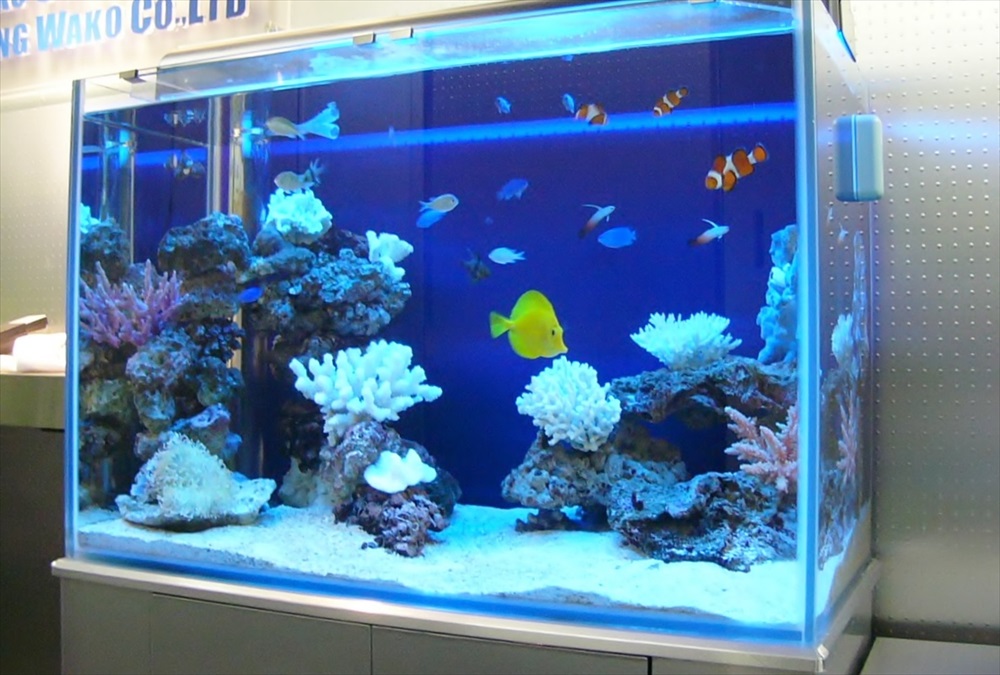 青い背景の水槽を泳ぐ黄色い魚と白いサンゴのレイアウト