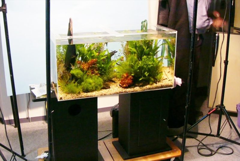 都内雑誌社に90cm淡水魚水槽を短期レンタルしました 水槽画像３